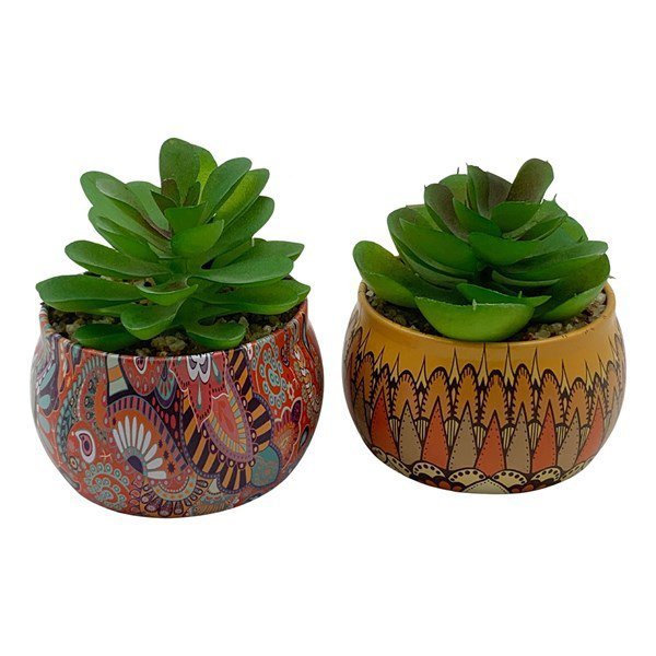 PLANTA CACTUS SUCULENTAS 
7 x 6 cm
