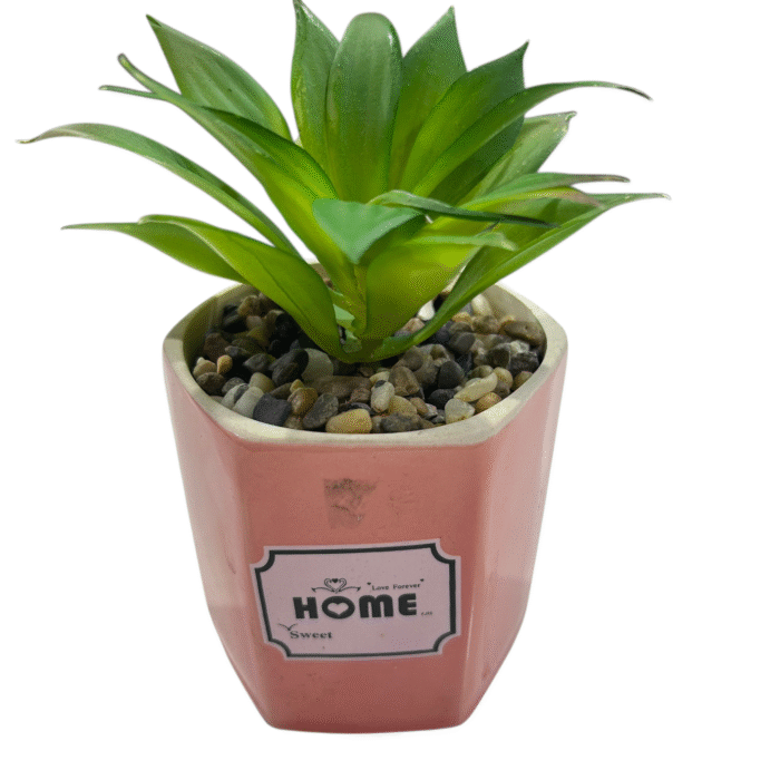 MACETA CERÁMICA CON PLANTA
8.5 cm